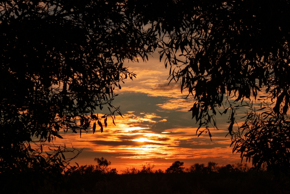 Pôr do sol céu natureza árvore