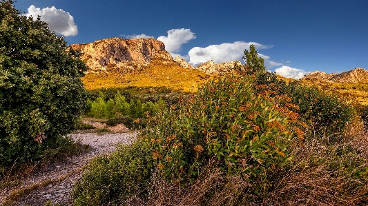 Provence nature natural landscape vegetation Photo