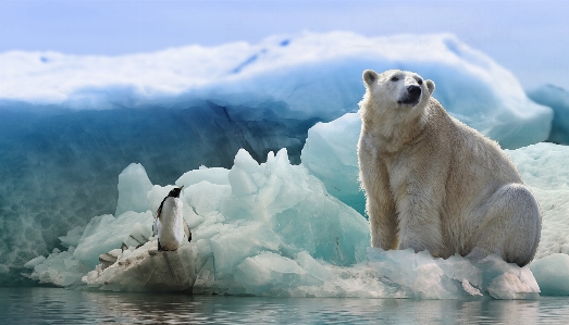 Bear penguin arctic antarctic Photo