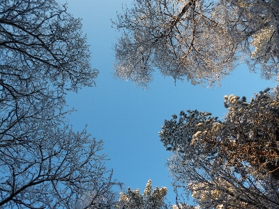 Winter forest moss trees Photo