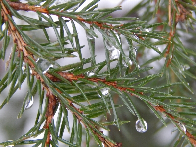 Winter forest trees columbian spruce Photo