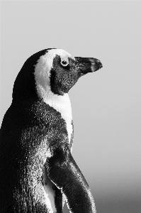 Foto Vertebrato
 uccello incapace di volare
 pinguino bianco