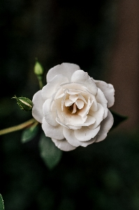 Blühende pflanze
 weiss blume blütenblatt Foto