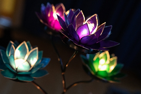 Lotus licht lighting purple Photo