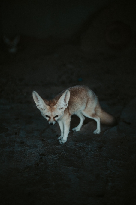 耳廓狐
 犬科
 野生动物 狐狸