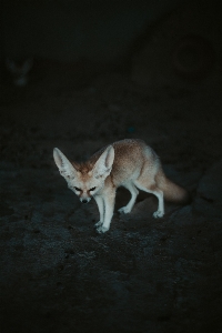 Fennek-fuchs
 canidae
 tierwelt fuchs Foto