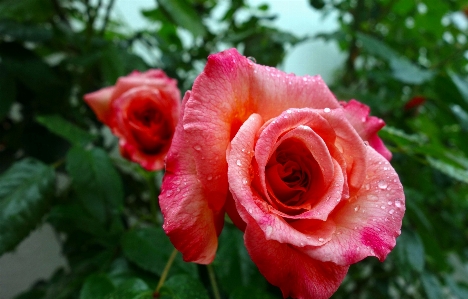 Rose flower bloom pink Photo