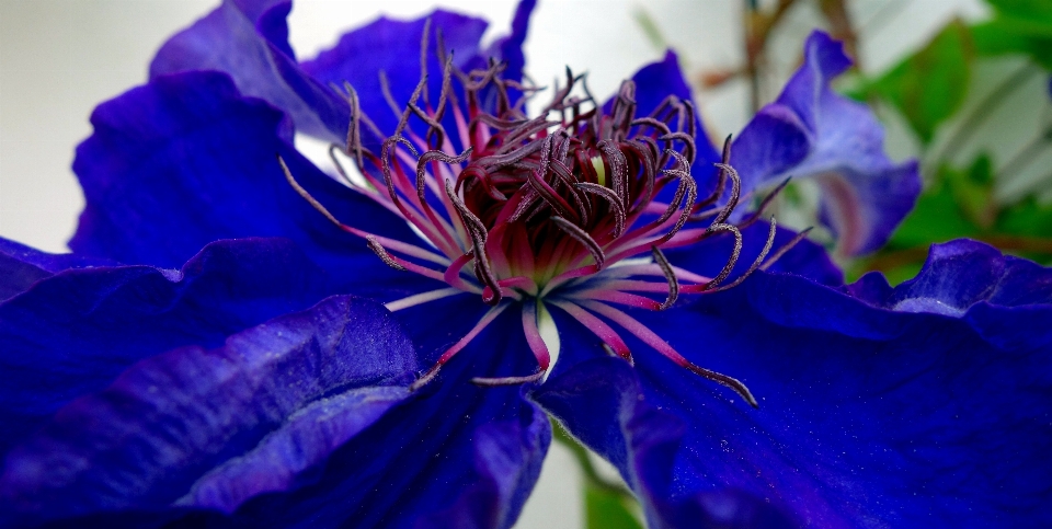 Clemátide
 flor violeta trepador