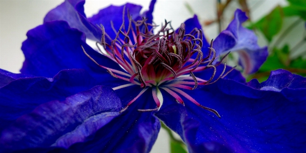 Clematis flower violet climber Photo