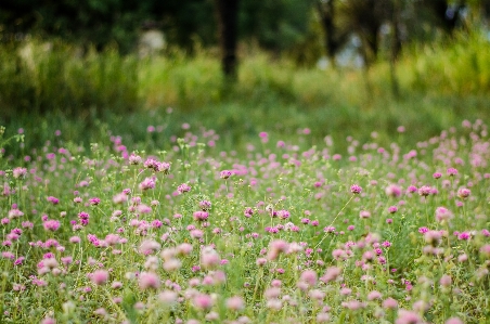 Field flowers green rose Photo