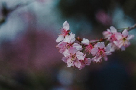 花 植物 春 桜の花
 写真