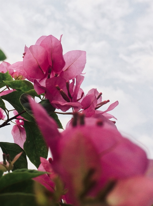 Natur anlage fotografie blume