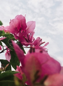 Nature plant photography flower Photo