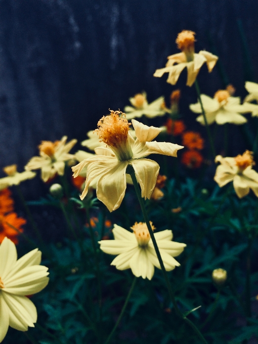 Natur anlage fotografie blume