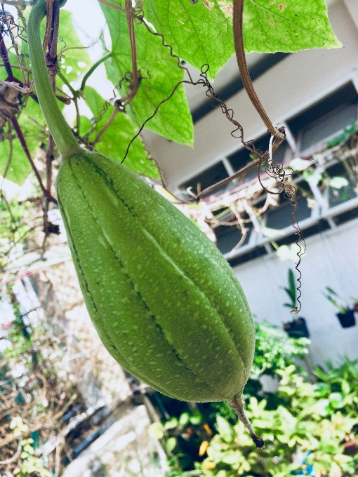 Nature plant leaf leaves