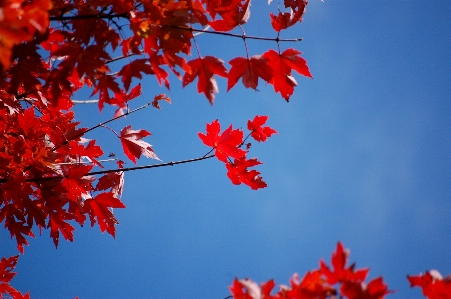 Fall leaves red blue sky Photo