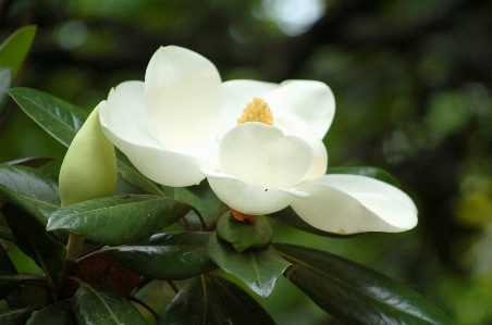 マグノリア 木 花 白 写真