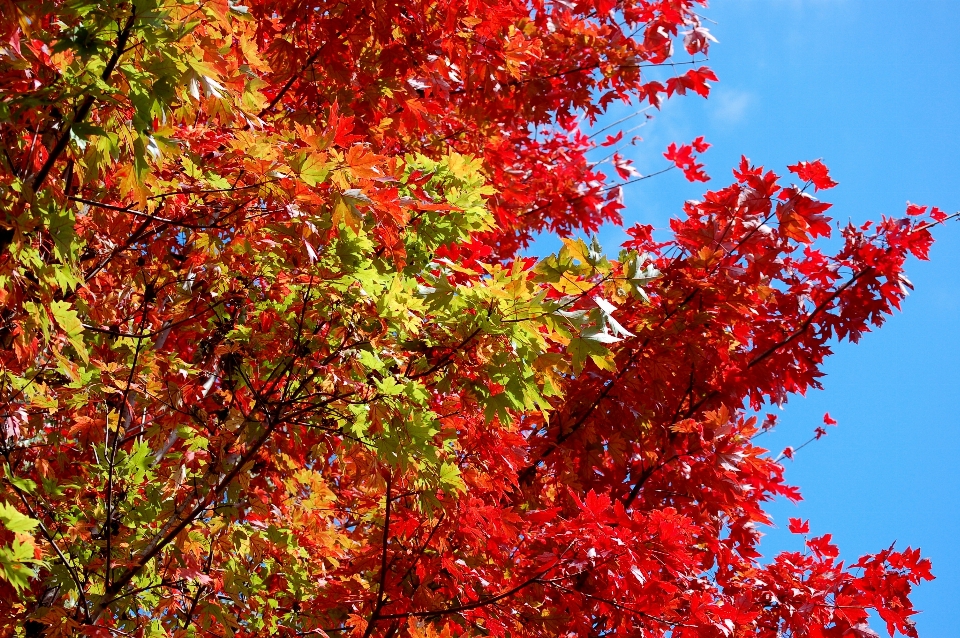 Fall color leaves change