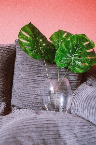 Leaf green plant houseplant Photo