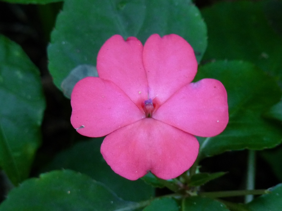 Natur blume blütenblatt blühende pflanze
