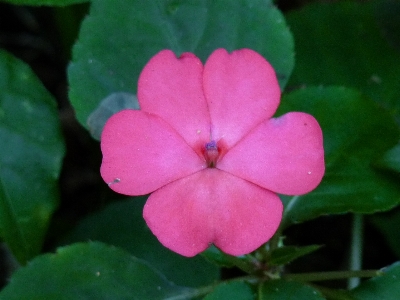 Nature flower petal flowering plant Photo