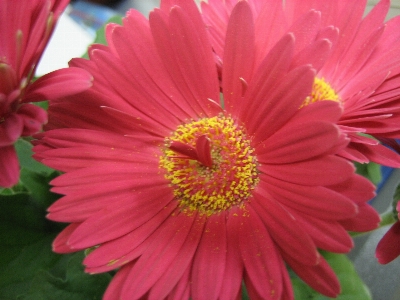 Foto Natura fiore pianta fiorita
 petalo