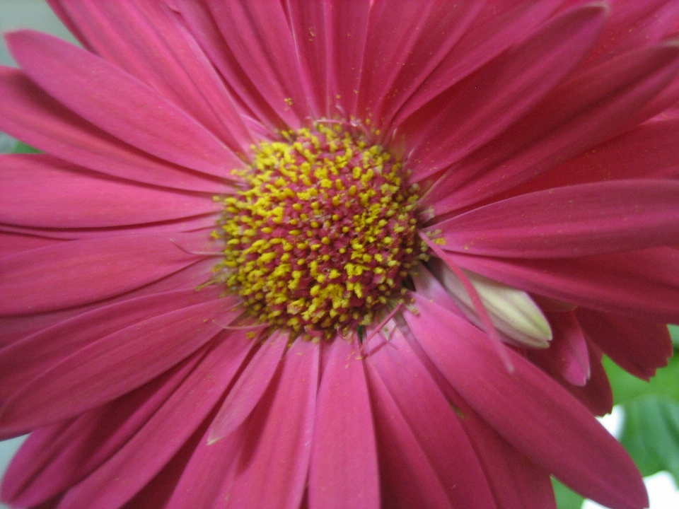 Natura fiore pianta fiorita
 petalo