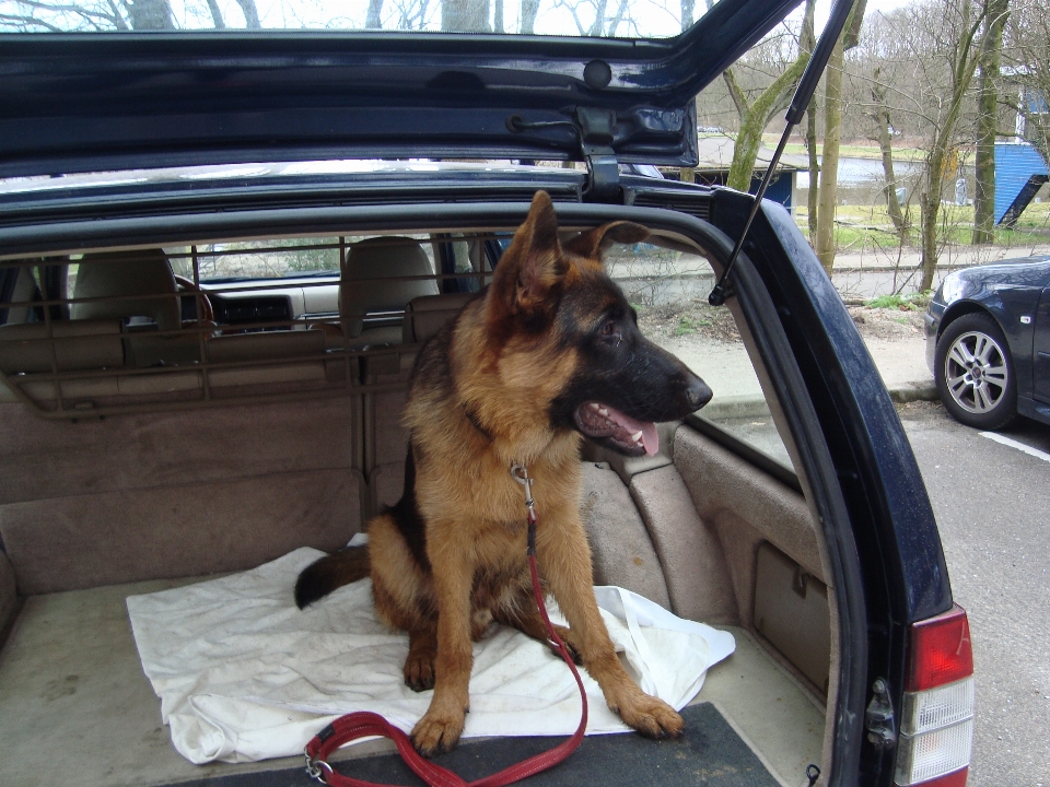 Perro alemán pastor auto