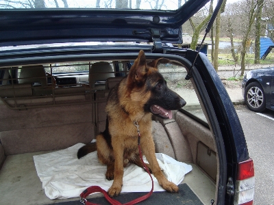 Foto Anjing jerman gembala mobil