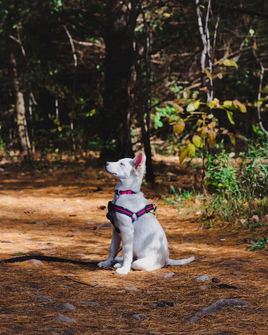 哺乳類 犬 イヌ科
 犬種
