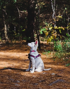 Foto Mamalia anjing canidae
 ras anjing
