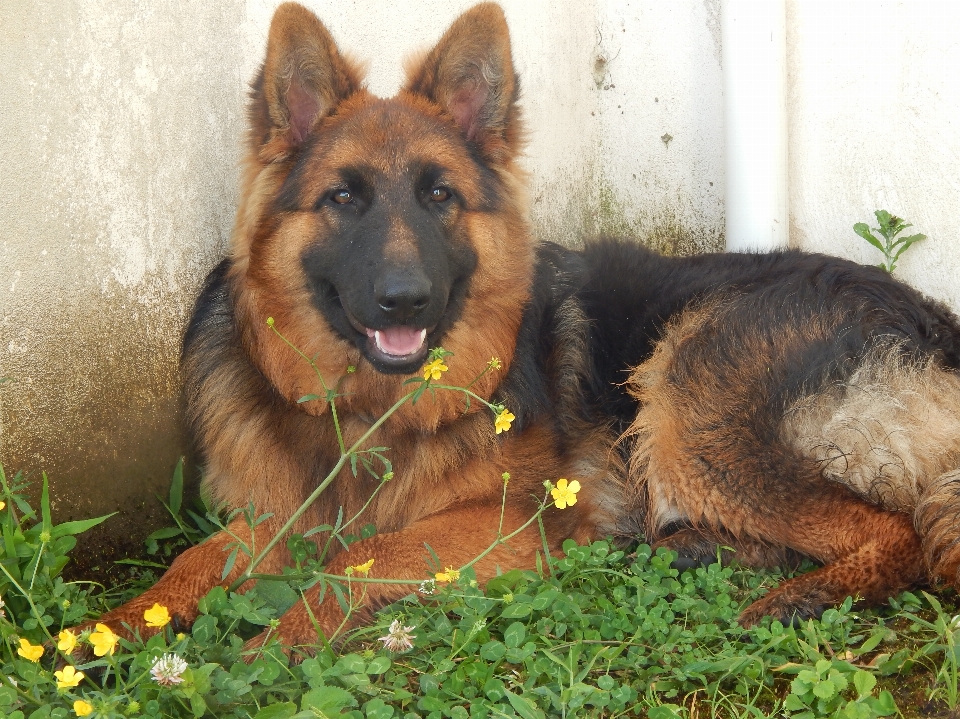 Mutlu huzur
 doğa köpek