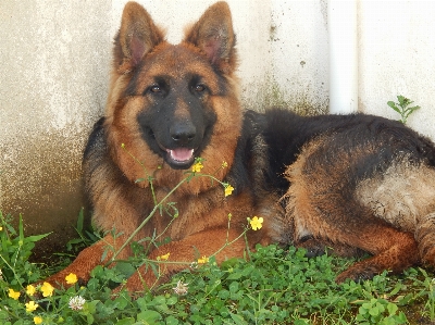 Happy tranquility nature dog Photo