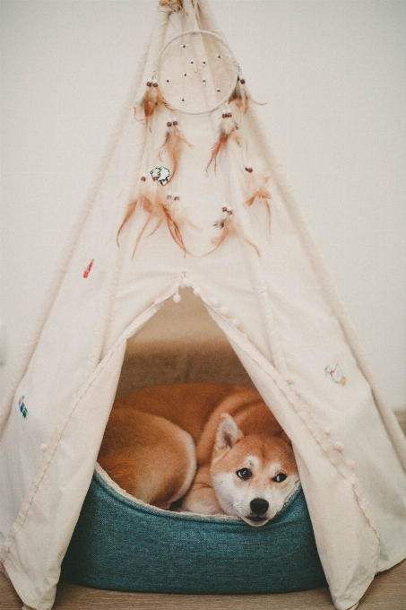 Canidae dog shiba inu room