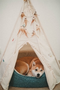 Foto Canidae
 anjing shiba inu
 ruang