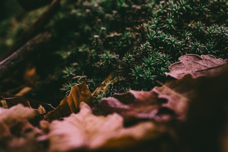 Nature leaf green natural landscape Photo