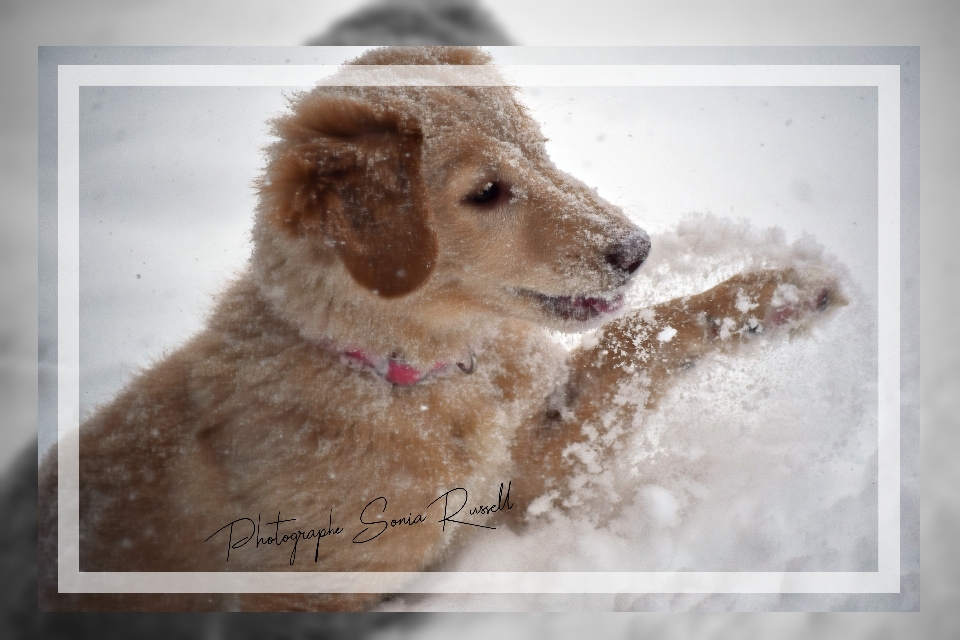 Kedi köpek köpekgiller
 türü
