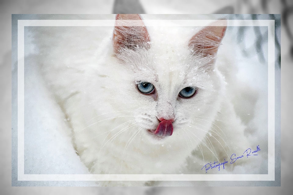 Bella
 kucing berukuran kecil hingga sedang
 mamalia