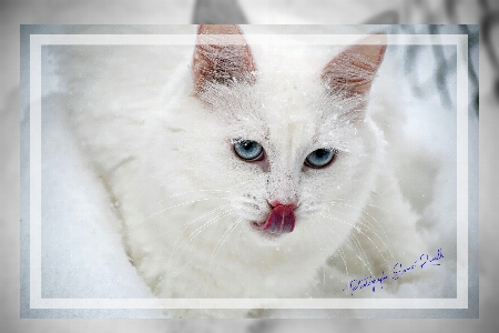 Foto Bela
 gato gatos de pequeno a médio porte
 mamífero