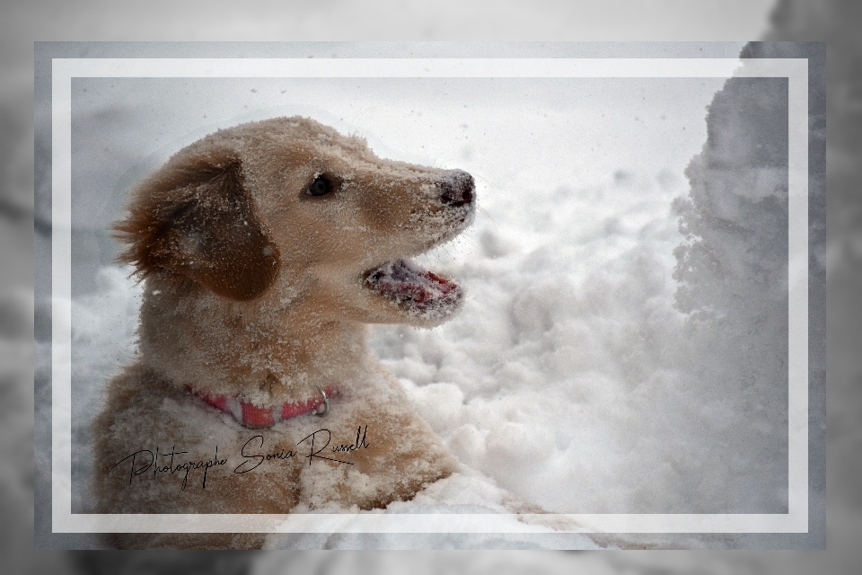 Katze hund wirbeltier
 canidae
