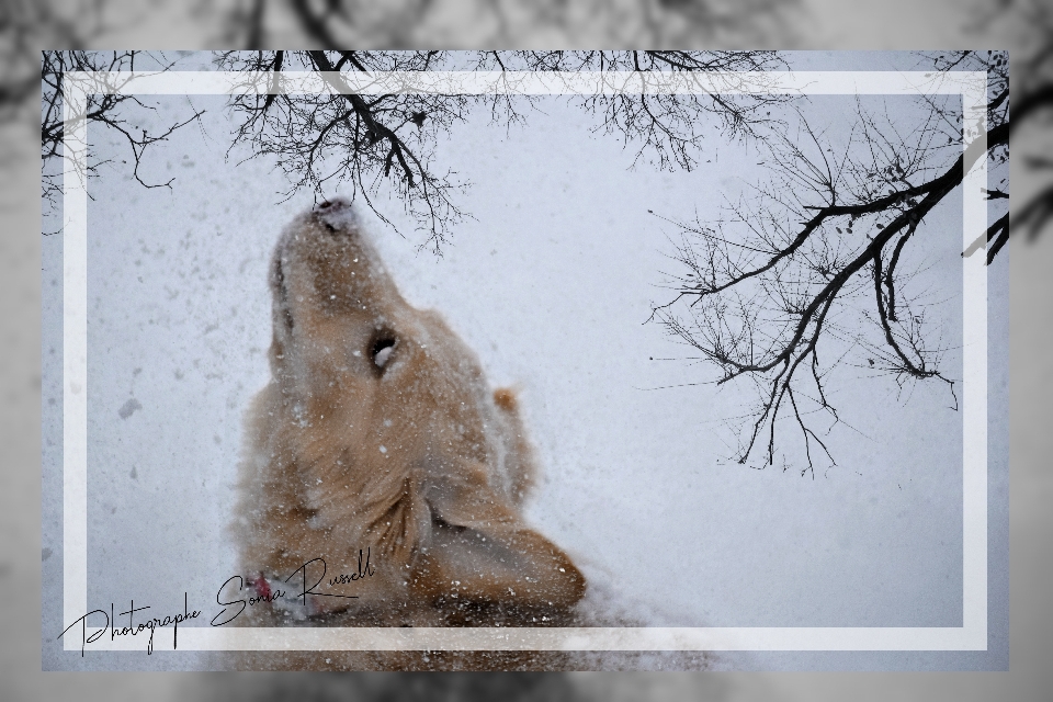 Animali albero muso
 arte