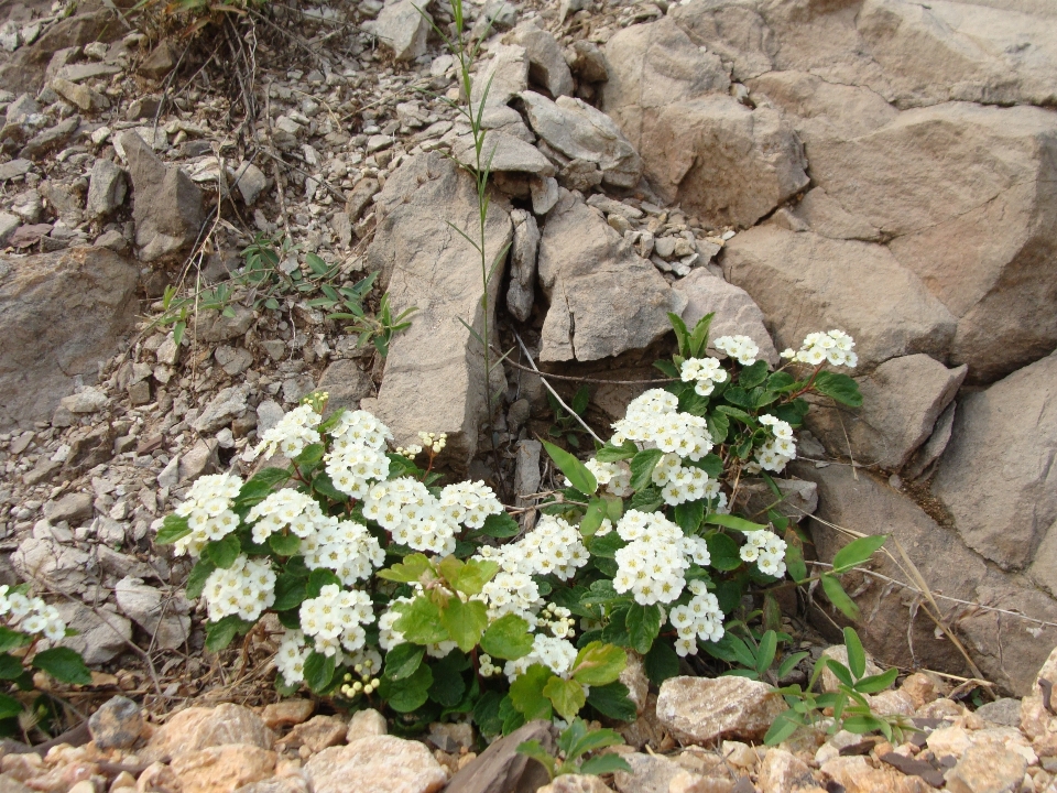 植物 花 開花植物
 イワクレス
