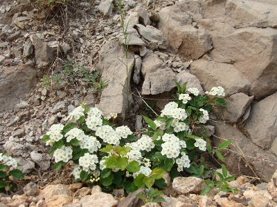 Plant flower flowering rockcress Photo