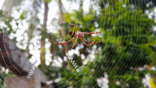 Foto Natura ragnatela botanica
 pianta