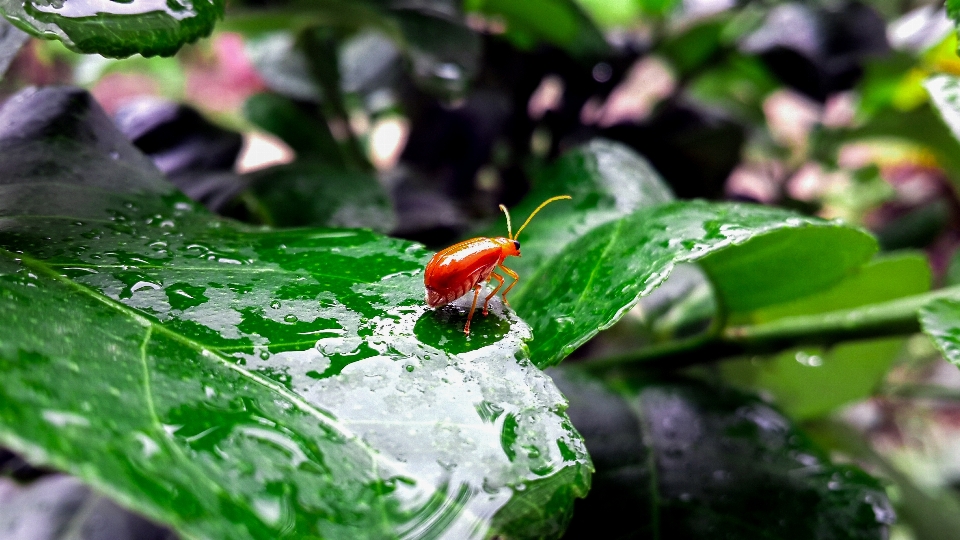 Natureza água folha verde