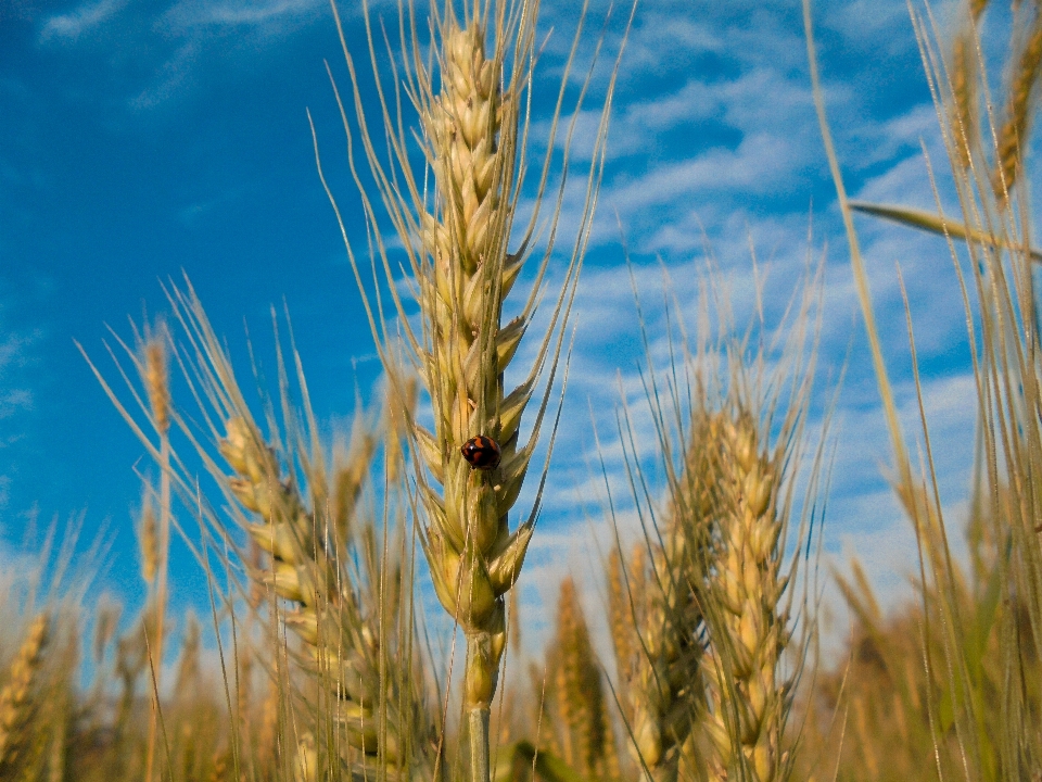 Nature einkorn wheat triticale rye