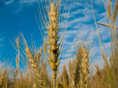 Nature einkorn wheat triticale rye Photo