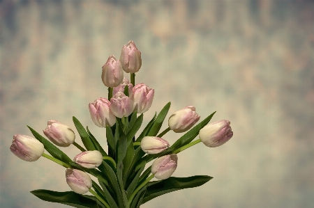 Foto Bunga tulp alam tanaman