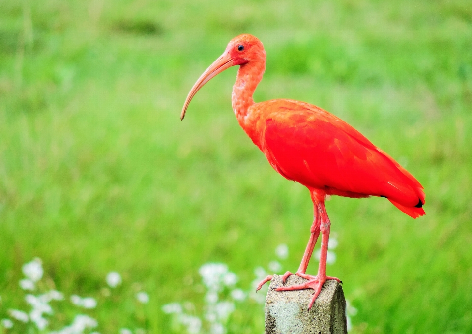 Animals bird vertebrate ibis