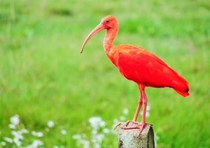 Foto Hewan burung bertulang belakang
 ibis
